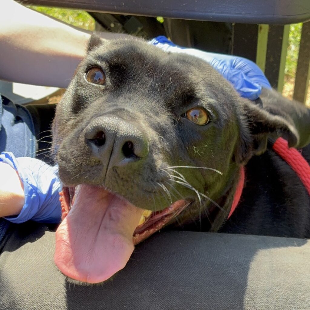 Elf, a dog at ACCT Philly
