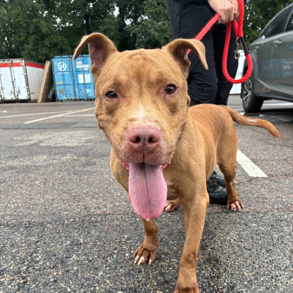 Kenobi, a dog at ACCT Philly