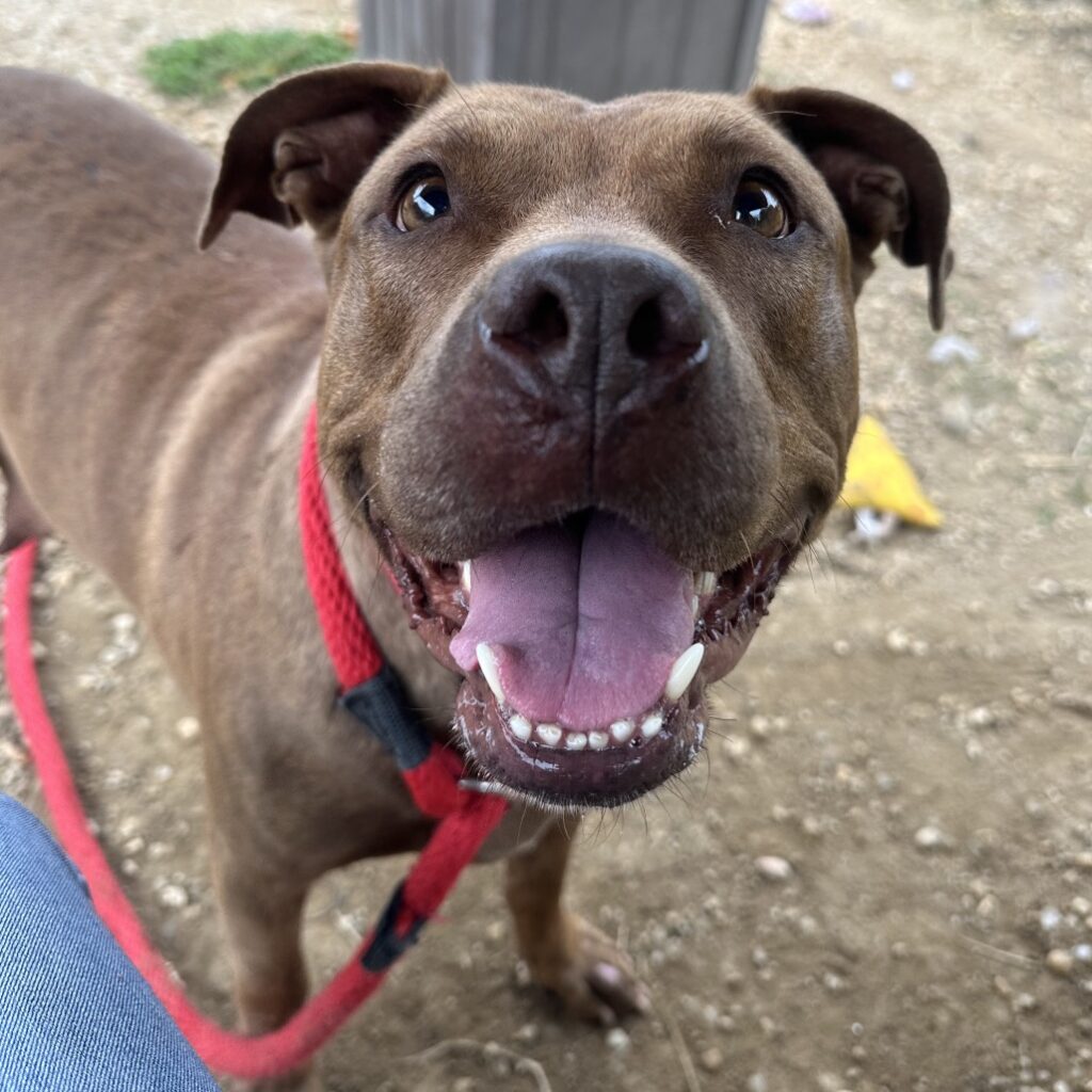 Sandy, a dog at ACCT Philly